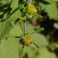 Sigesbeckia orientalis L.